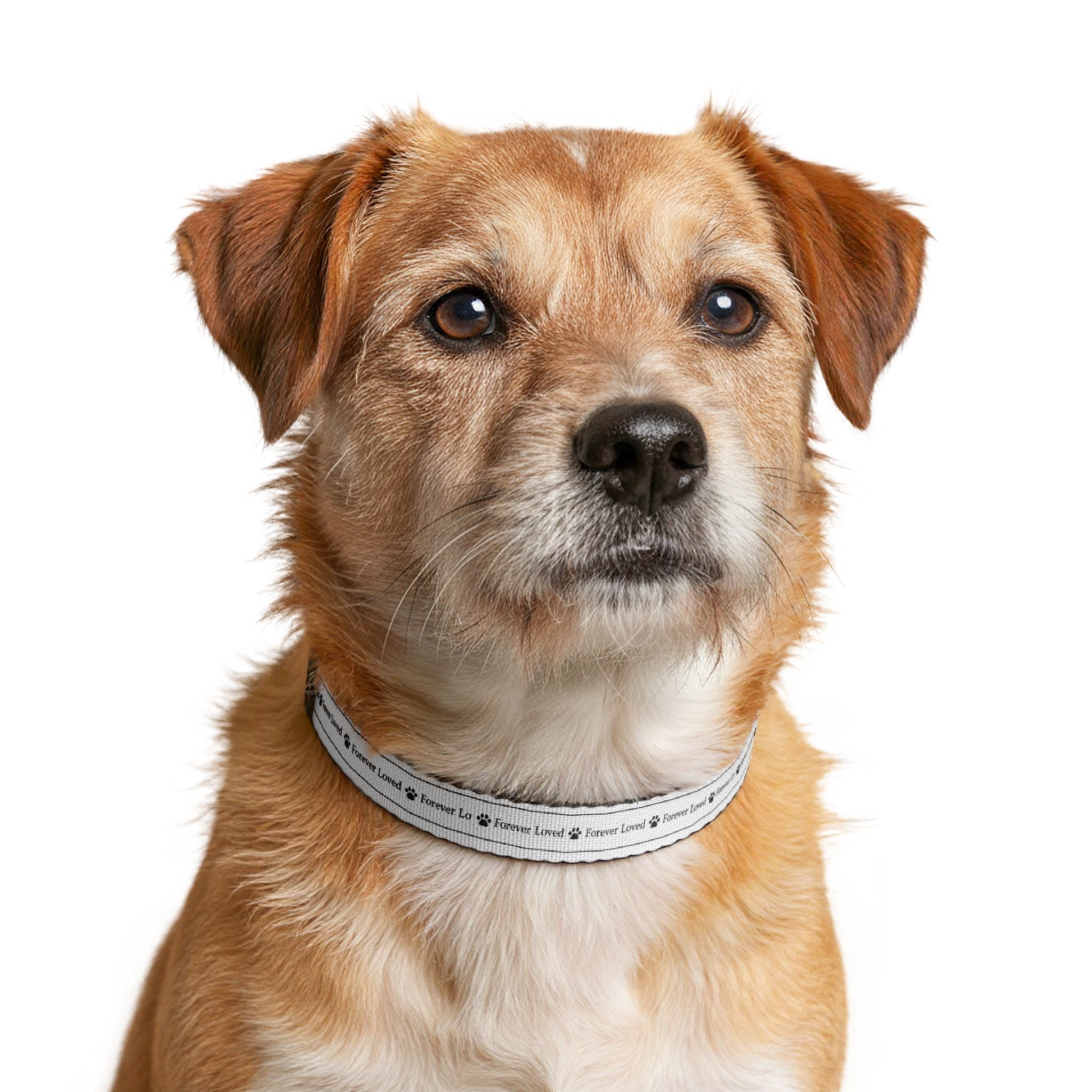 Forever Loved Dog Collar – Emotional Reflective Pet Collar, All-Over Print Collar for Small Dogs & Puppies